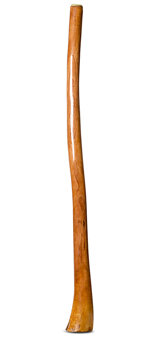 Gloss Finish Flared Didgeridoo (TW1119)